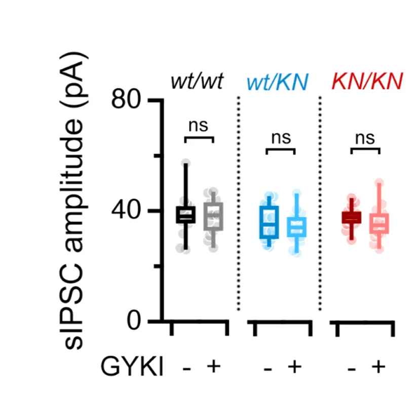 Open access visualization of Box Plot, Scatter Plot, sIPSC, Amplitudes, GYKI