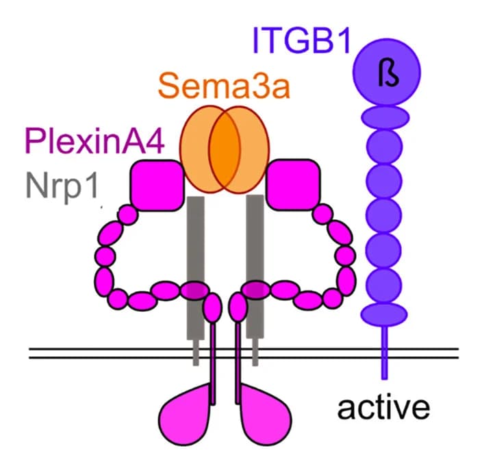 Open access visualization of Illustration, Signaling