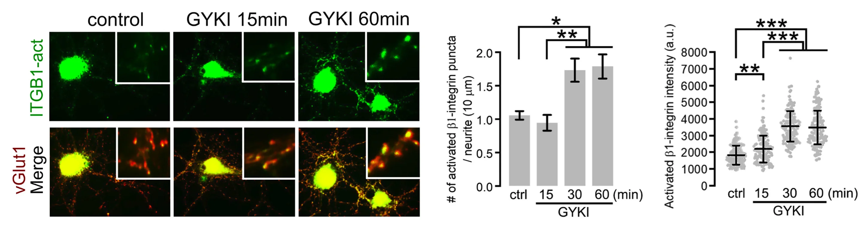 Open access visualization of Bar Plot, Error Bars, Scatter Plot, Immunostaining, ITGB1