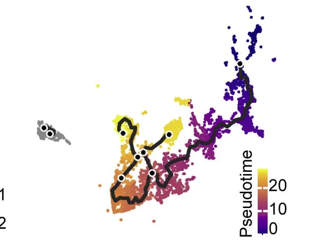 Open access visualization of Scatter Plot, UMAP, Hepatocytes, Liver, DDC-injured Livers