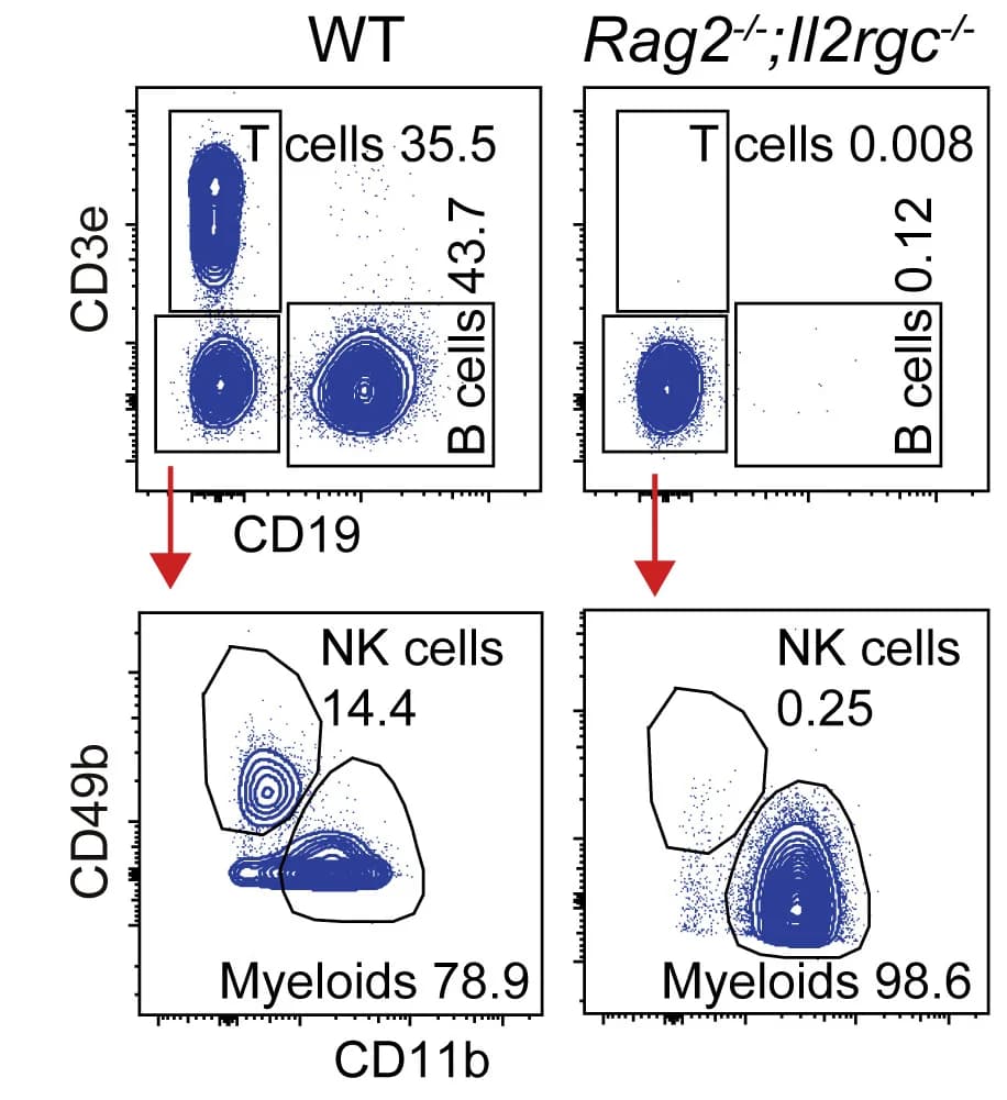 Open access visualization of Scatter Plot, T Cells, B Cells, NK Cells, Depletion Efficiency
