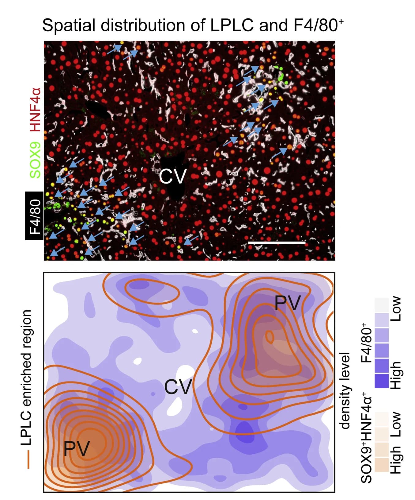 Open access visualization of Microscopy, Density Plot, Line Plot, SOX9, HNF4alpha