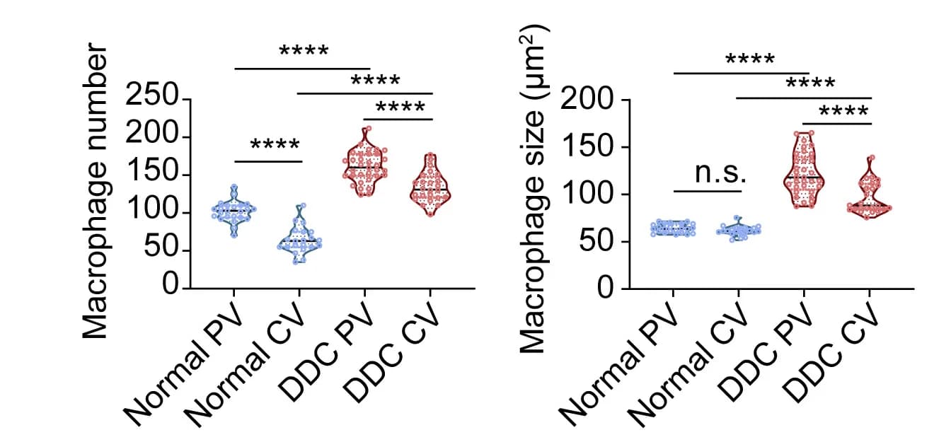 Open access visualization of Violin Plot, Macrophages, Portal Vein, Central Vein