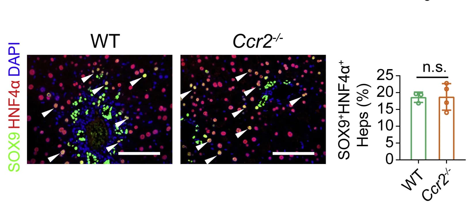 Open access visualization of Bar Plot, Error Bars, Microscopy, SOX9, HNF4α