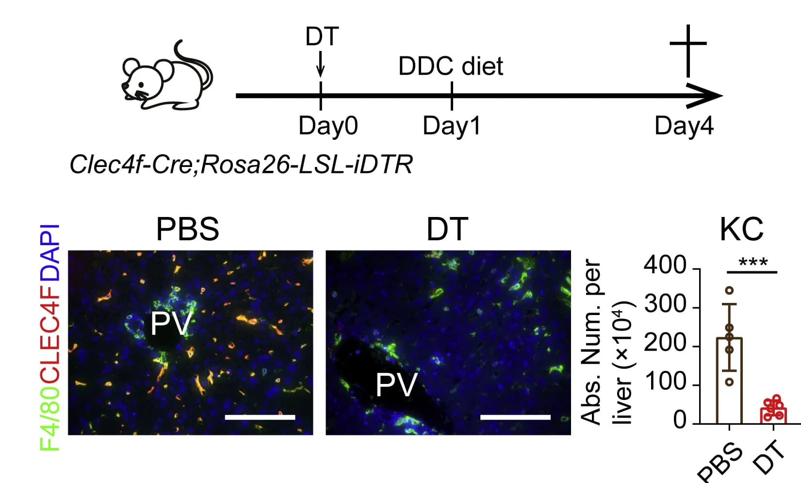 Open access visualization of Bar Plot, Microscopy, Illustration, Error Bars, DDC Injury