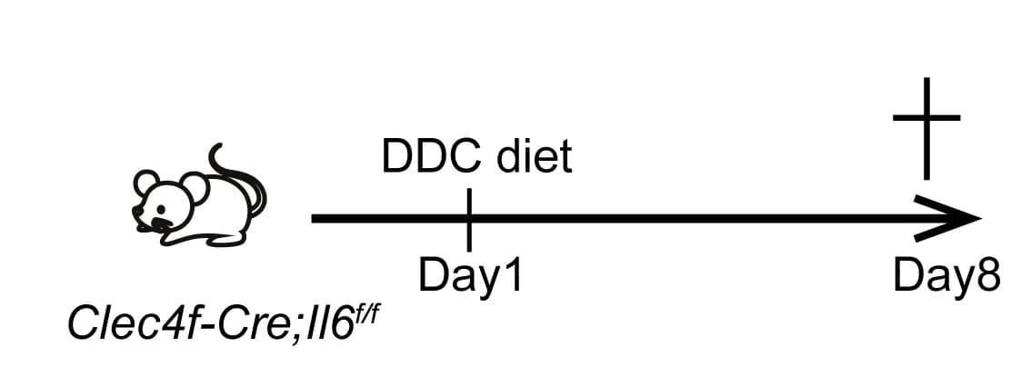 Open access visualization of Workflow, Illustration, Schematic View, DDC injury, Il6f/f mice