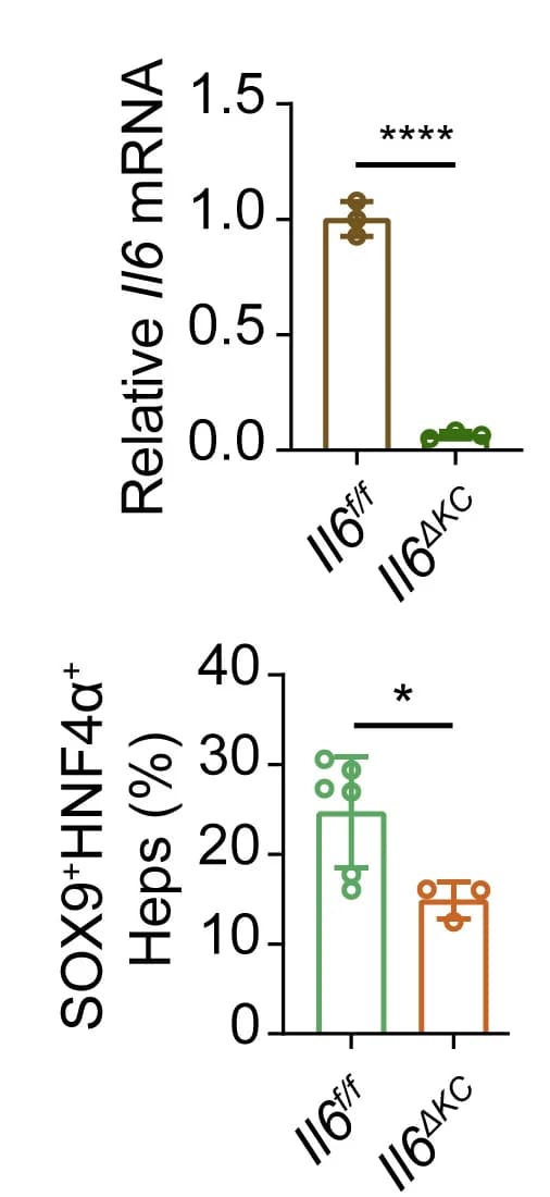 Open access visualization of Bar Plot, Error Bars, Scatter Plot, mRNA Level, Il6
