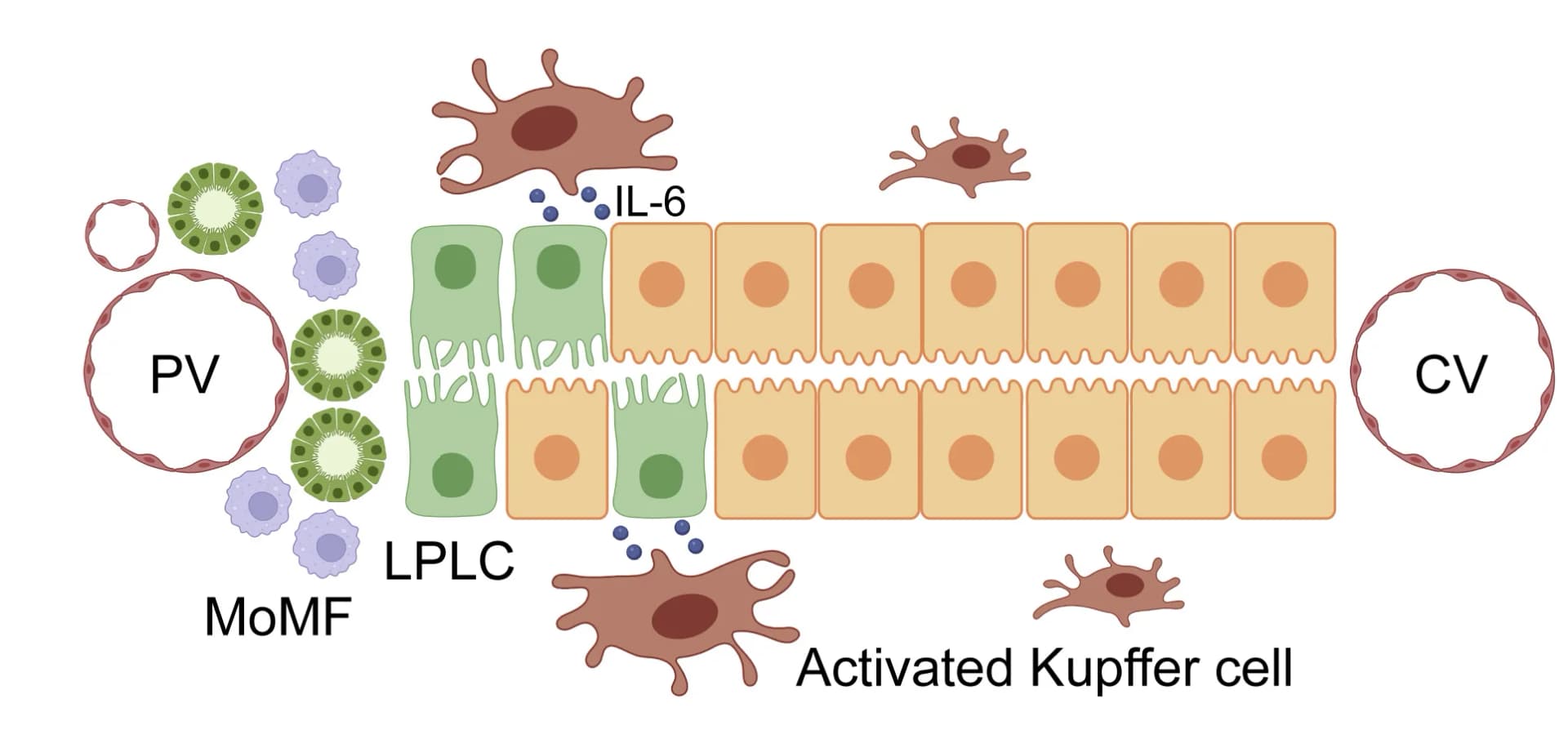 Open access visualization of Illustration, Workflow, Schematic View, Regionally Activated KCs, IL-6