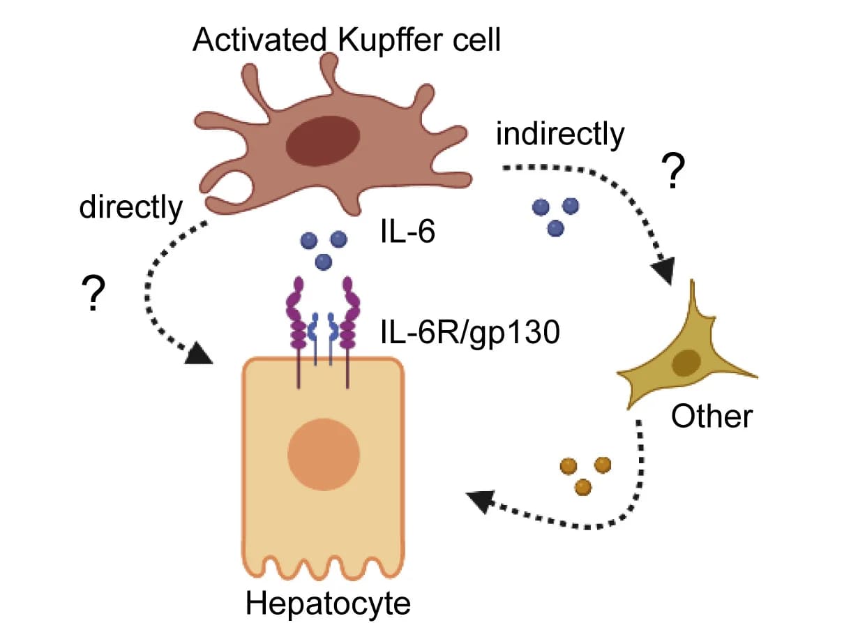Open access visualization of Workflow, Illustration, Kupffer Cells, Hepatocytes, Cell Interaction
