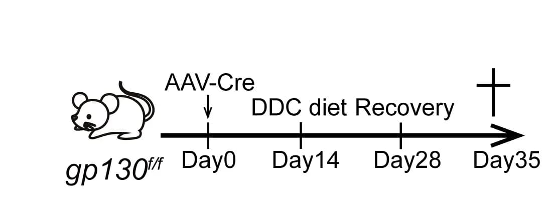Open access visualization of Workflow, Illustration, DDC Injury, Recovery, gp130f/f Mice