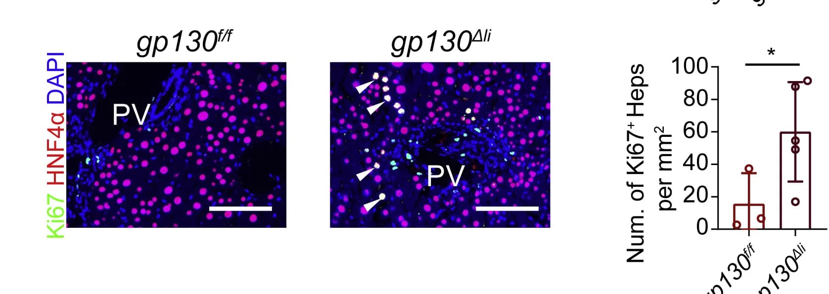 Open access visualization of Box Plot, Microscopy, Ki67, HNF4α, Hepatocytes