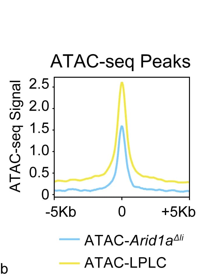 Open access visualization of Line Plot, Density Plot, ATAC-seq, STAT3, Hepatocytes