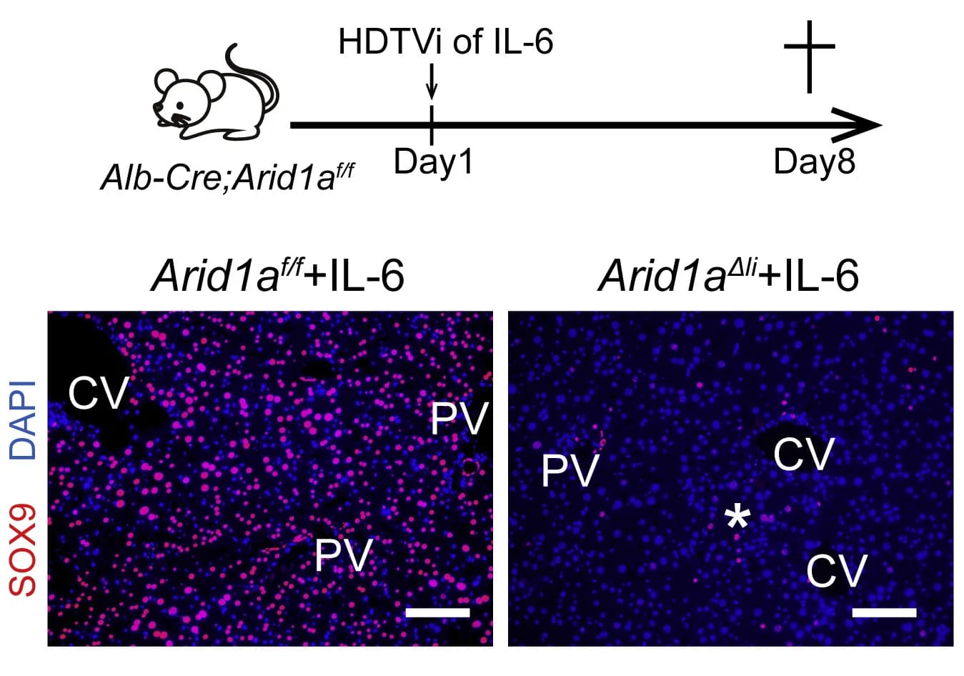 Open access visualization of Microscopy, Workflow, HDTVi, IL-6, Mice