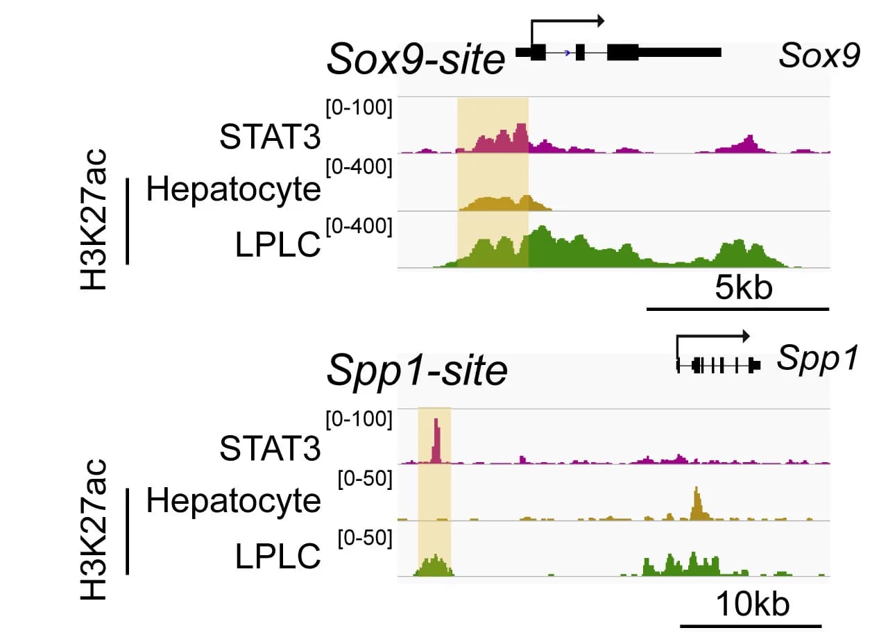 Open access visualization of Line Plot, Density Plot, IGV Plot, STAT3, H3K27ac