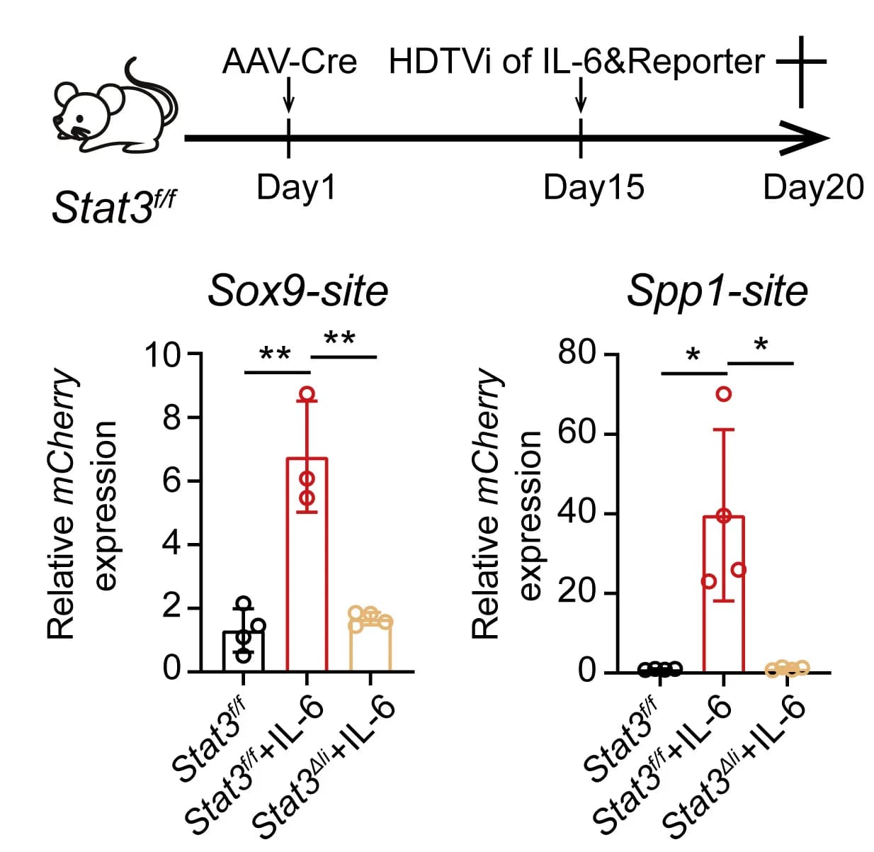 Open access visualization of Bar Plot, Error Bars, Reporter Vectors, Sox9, Spp1