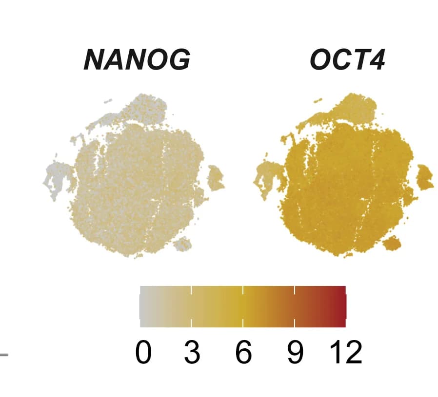 Open access visualization of Scatter Plot, UMAP, Gene Expression, Pluripotency Markers, OCT4