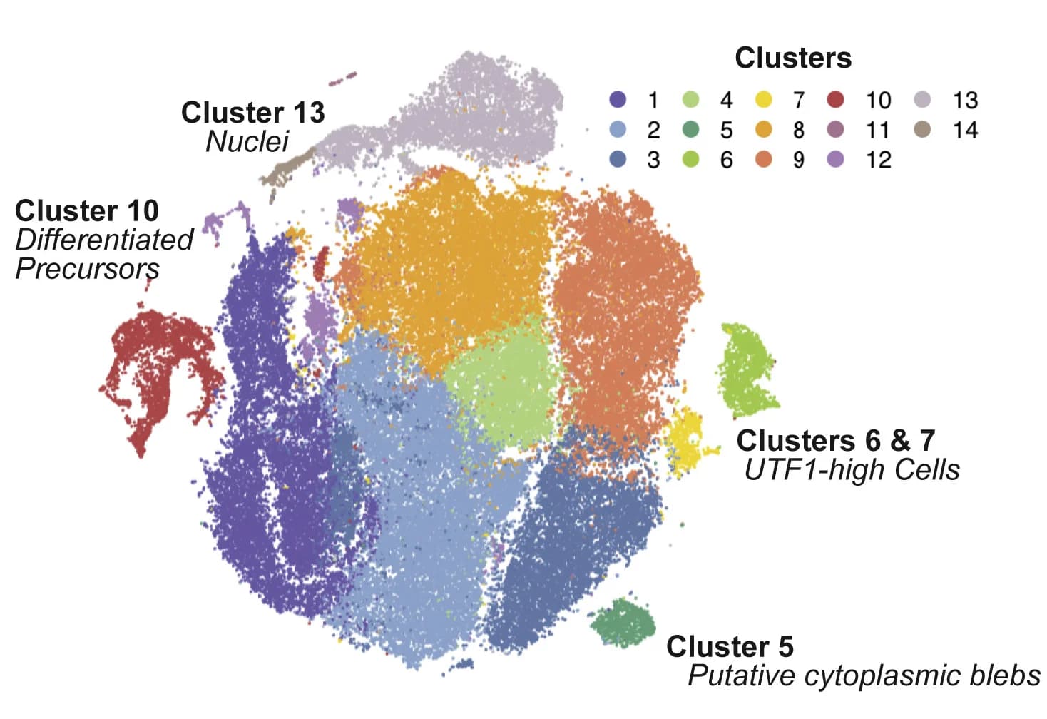 Open access visualization of Scatter Plot, UMAP, Cell Groups, Proliferative Stem Cells, Differentiated Cells