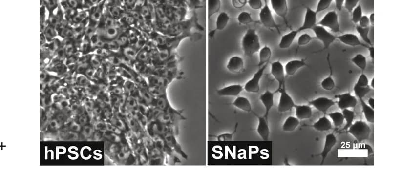 Open access visualization of Microscopy, Bright Field Images, iPSCs, SNaPs