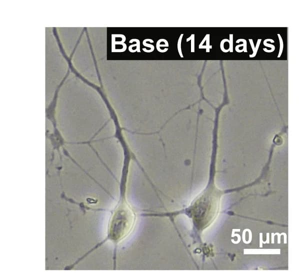 Open access visualization of Microscopy, SNaP Multipotency Assays, Bright Field Images, SNaP-Derived Post-Mitotic Neurons