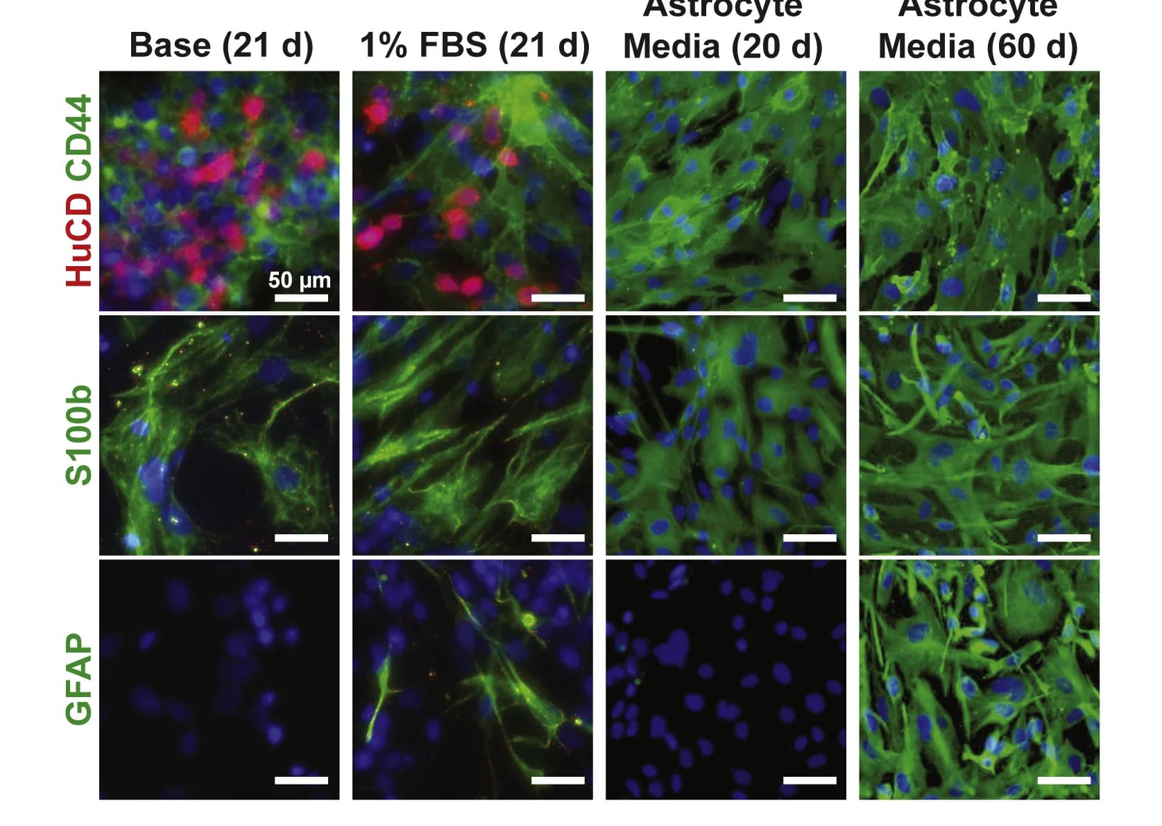 Open access visualization of Microscopy, Immunostaining, Neuronal Protein Markers, Glial Protein Markers, Base Media
