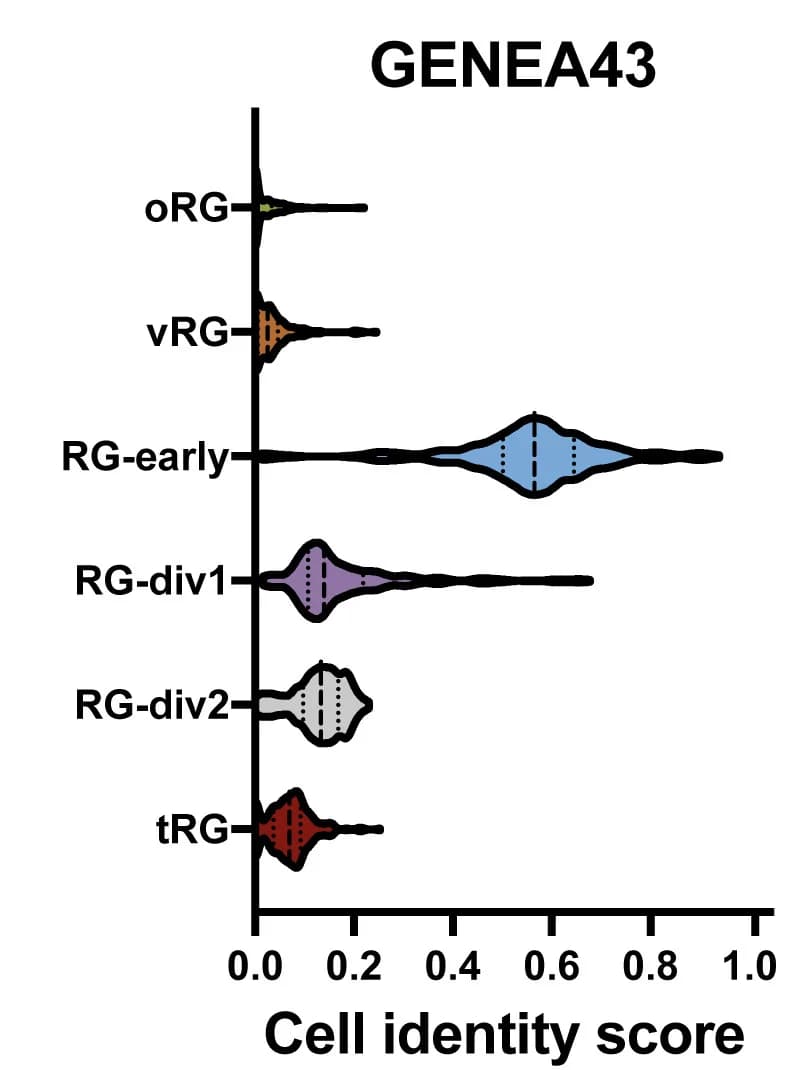 Open access visualization of Violin Plot, Comparison, In Vivo, Fetal NPC, Representative Data