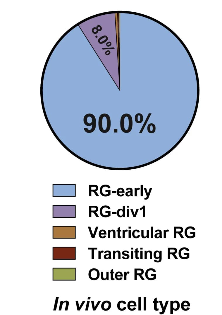 Open access visualization of Pie Chart, Seurat 3.0, NPC Subtype Classification, Village-21