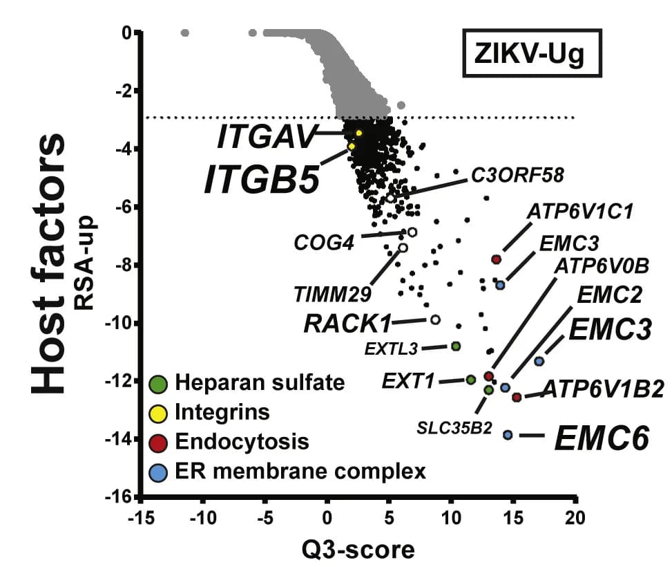 Open access visualization of Volcano Plot, Scatter Plot, RSA plots, Host factor genes, ZIKV-Ug