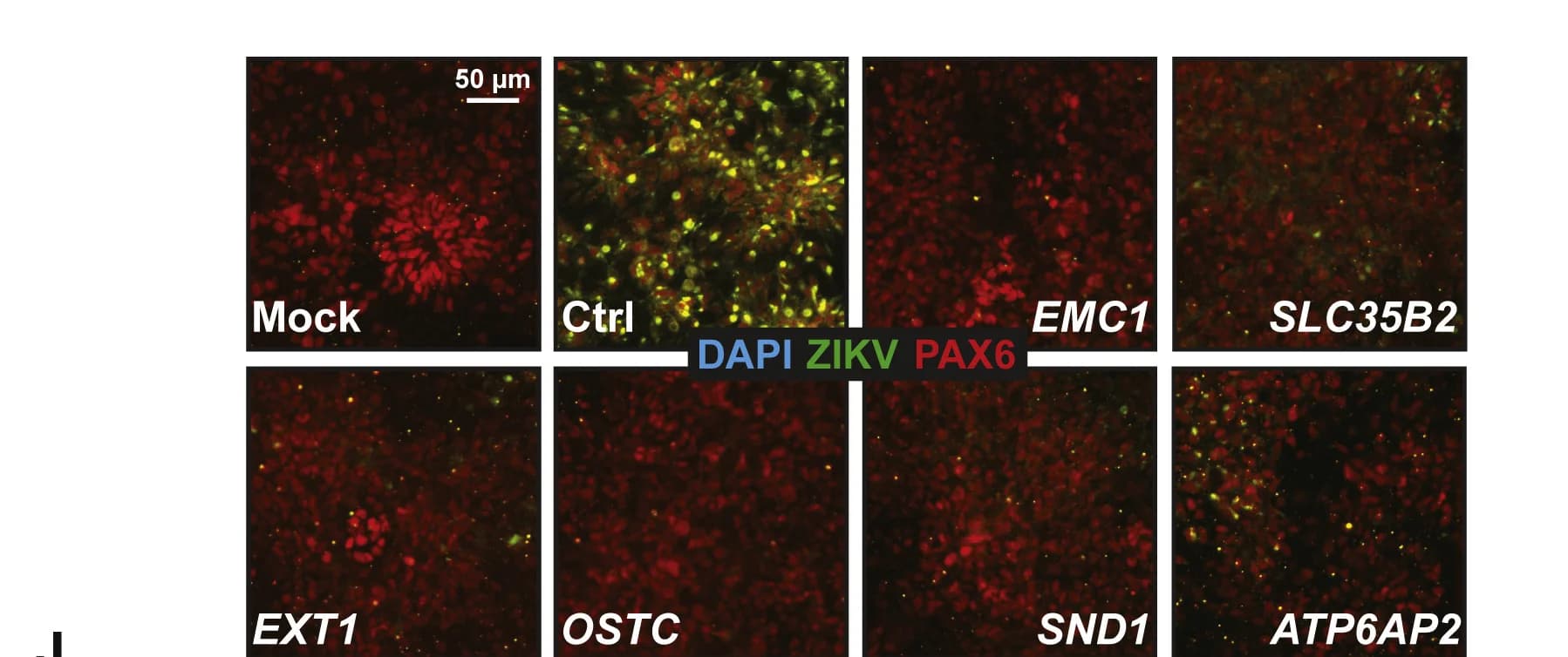 Open access visualization of Microscopy, Screen validation, H1-Cas9 SNaPs, gRNAs, ZIKV-Ug