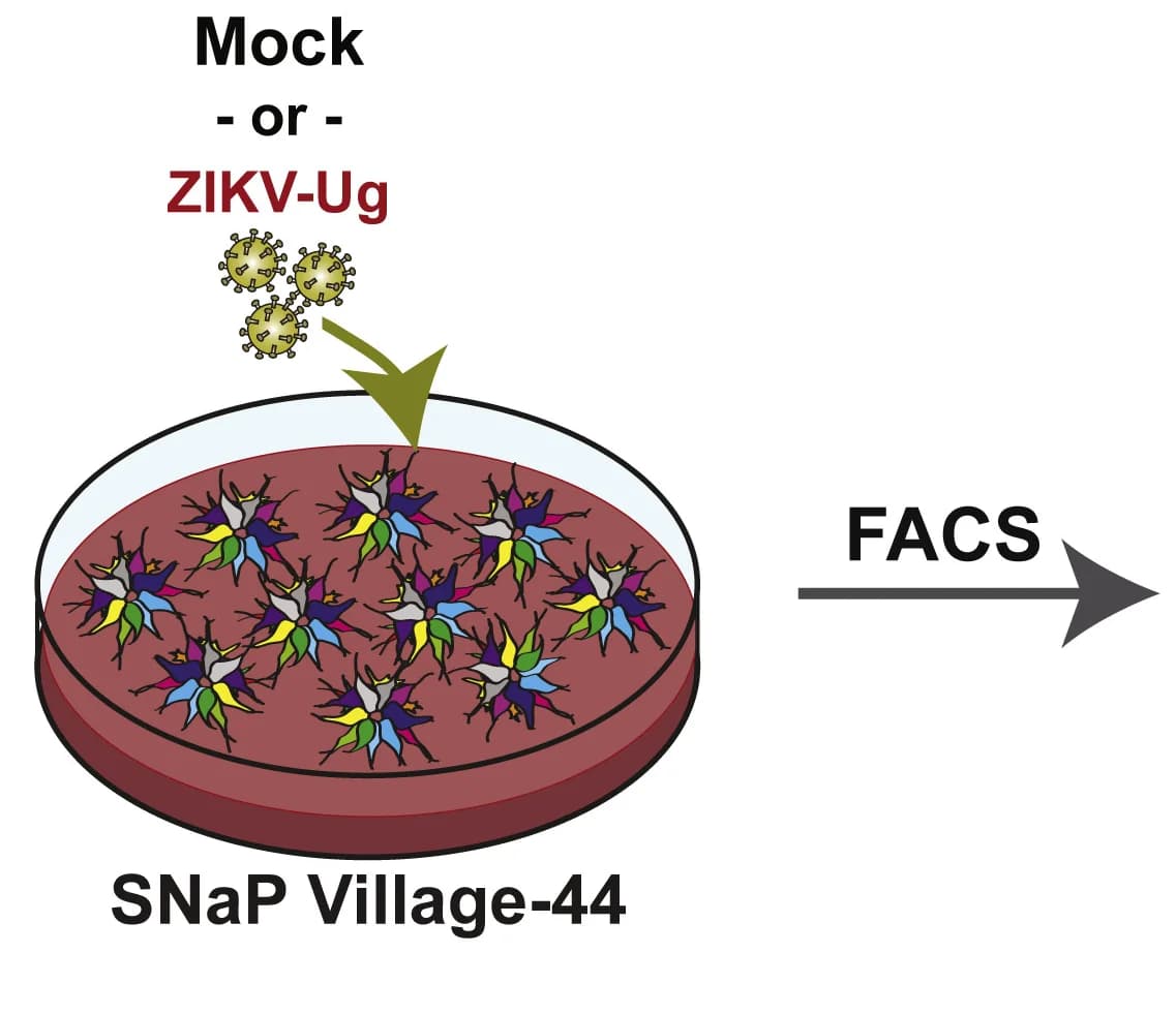 Open access visualization of Illustration, Workflow, Flowchart, SNaP Village-44, ZIKV-Ug