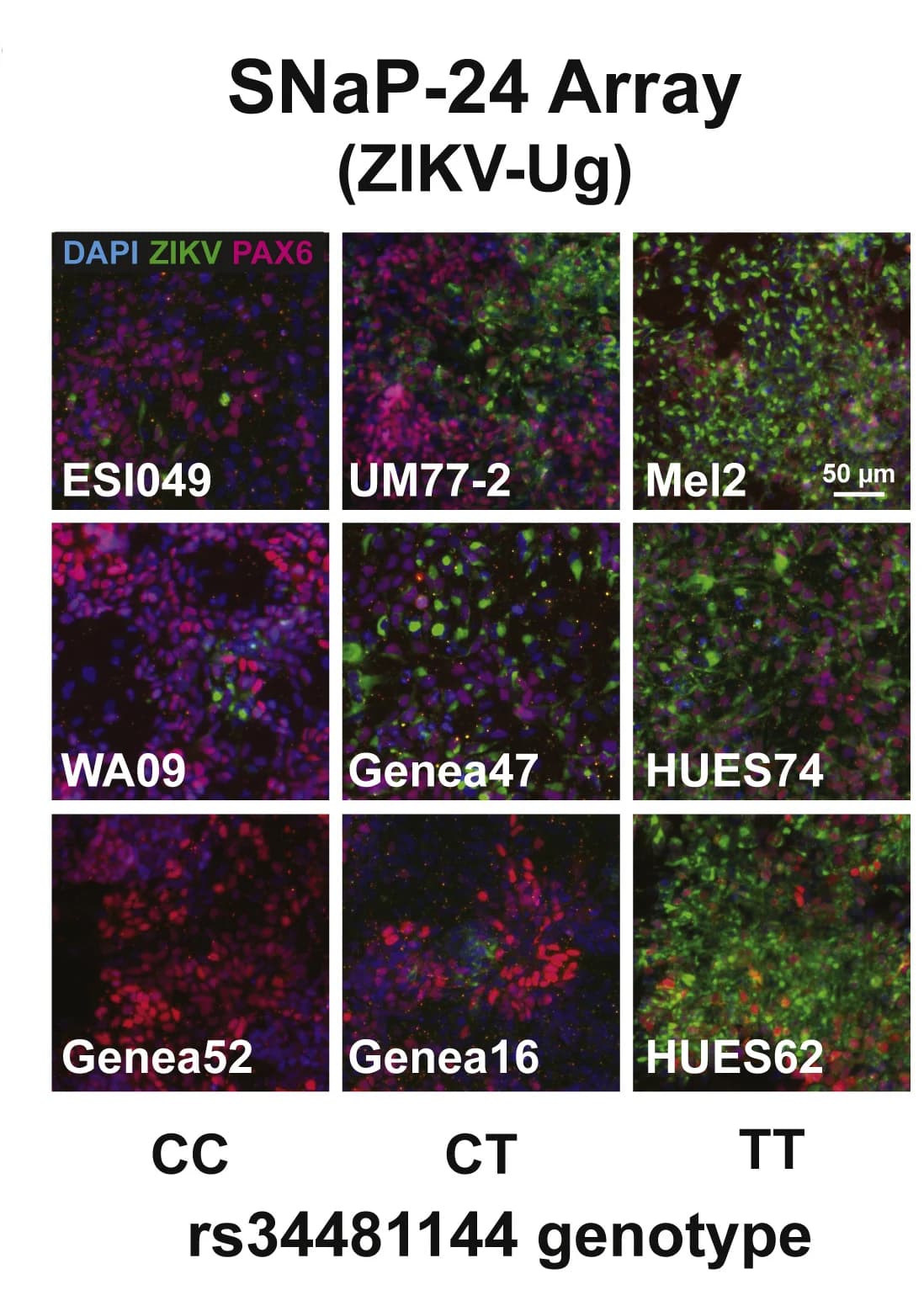 Open access visualization of Microscopy, hESC-derived SNaP lines, Representative Images