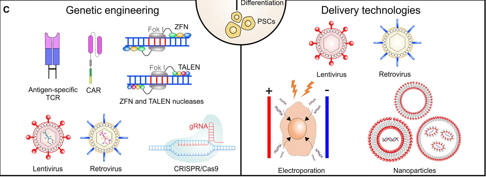 Open access visualization of Workflow, Illustration, Gene Delivery, Stem Cells, Immune Cells