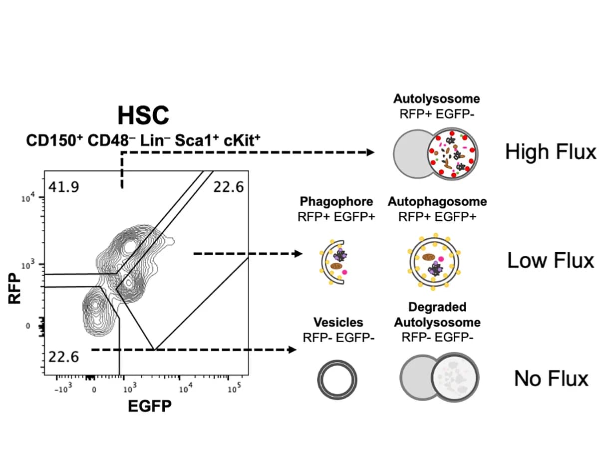 Open access visualization of Scatter Plot, Illustration, Flow Cytometry, Autophagy, HSCs