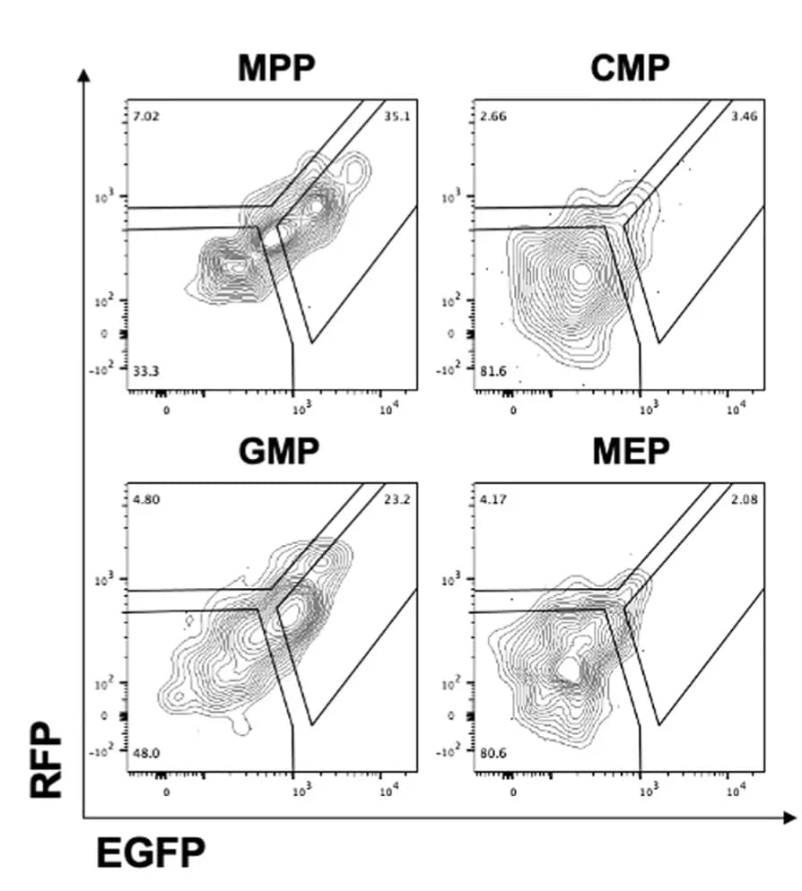Open access visualization of Scatter Plot, Flow Cytometry, Autophagy, Progenitors, RFP+EGFP- Progenitors