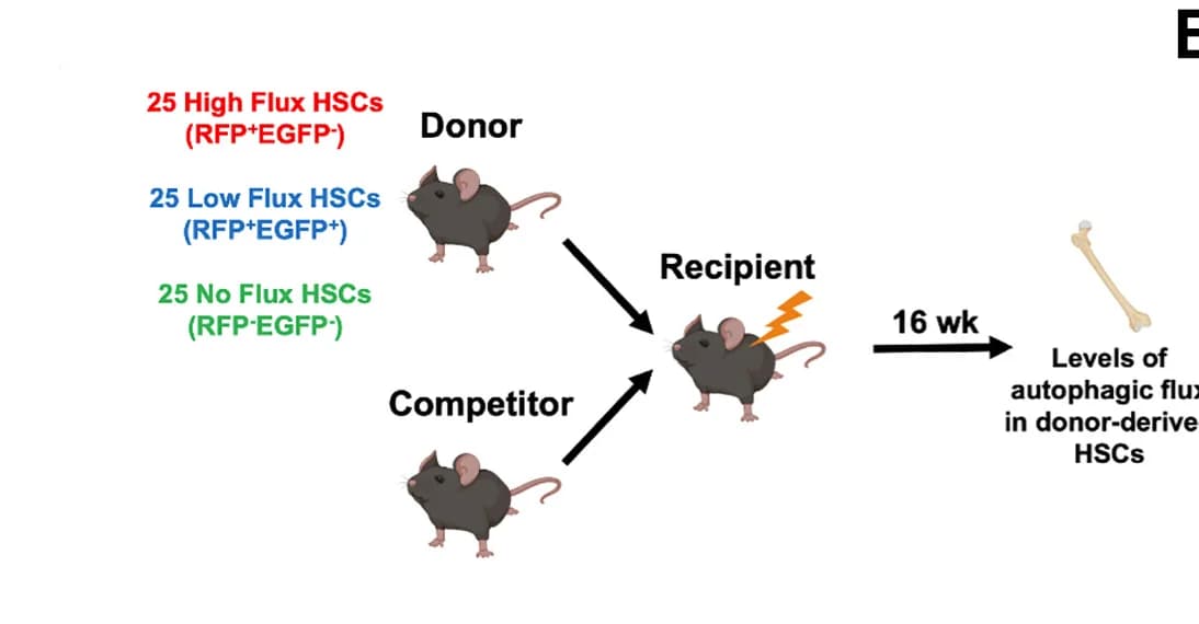 Open access visualization of Workflow, Illustration, Competitive Transplantation, HSCs, Irradiated Recipients