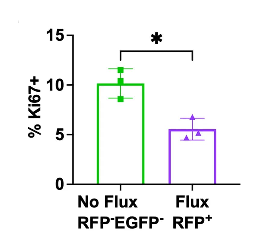 Open access visualization of Bar Plot, Error Bars, Ki67, RFP, EGFP