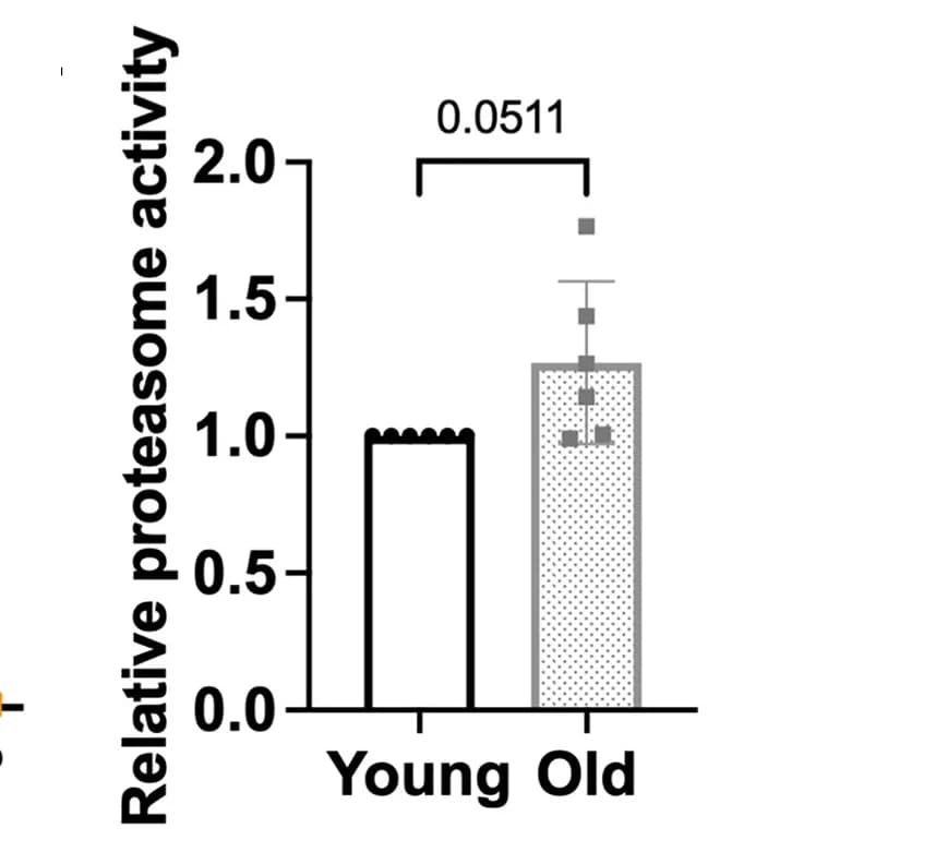Open access visualization of Bar Plot, Error Bars, Proteasome Activity, Young, Old