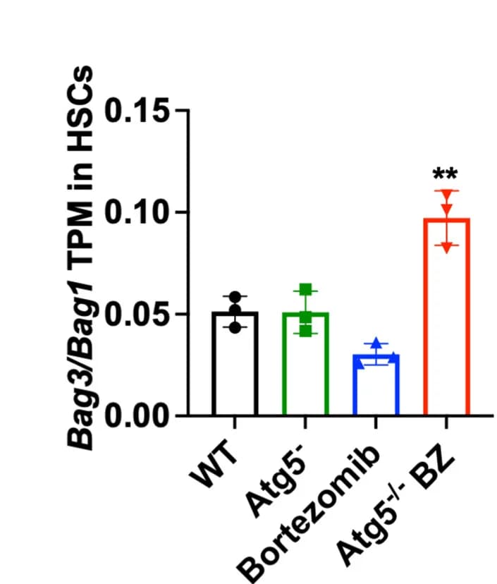 Open access visualization of Bar Plot, Error Bars, Bag3/Bag1 Ratio, Vehicle, Wild-Type