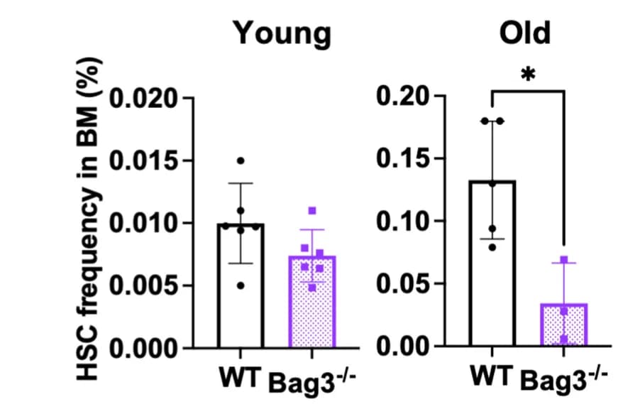 Open access visualization of Bar Plot, Error Bars, HSCs, Bone Marrow, Young Mice