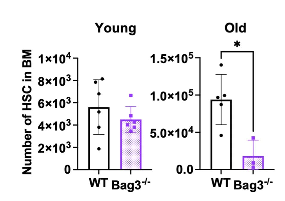 Open access visualization of Bar Plot, Error Bars, HSCs, Bone Marrow, Young Mice