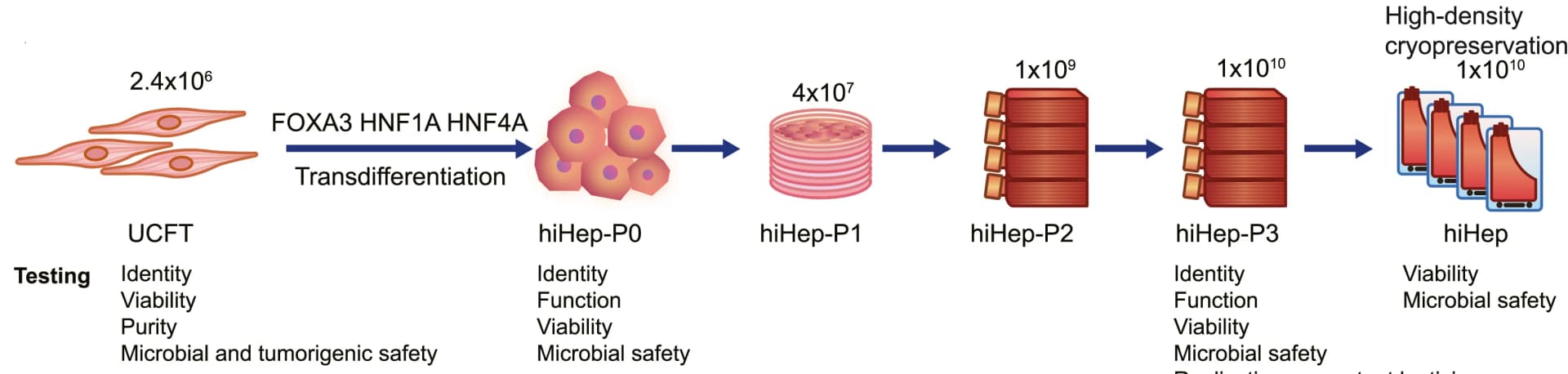 Open access visualization of Workflow, Flowchart, hiHeps, Expansion, Cryopreservation