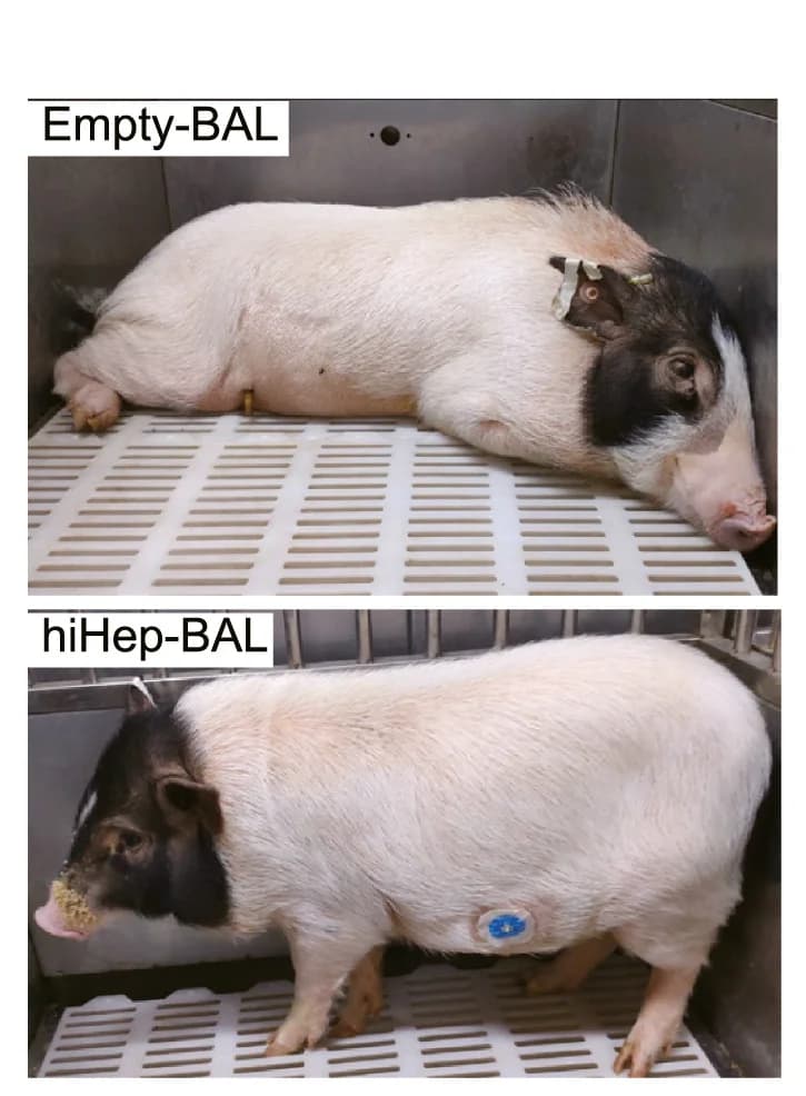 Open access visualization of Photo, Miniature Pigs, Empty-BAL, hiHep-BAL