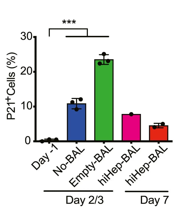 Open access visualization of Bar Plot, Error Bars, P21 Staining, Liver Remnant, No-BAL-Treated Pigs