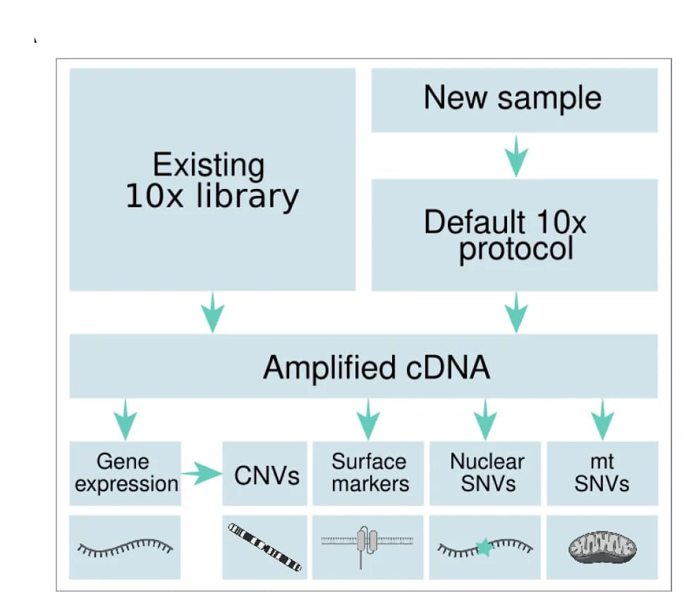 Open access visualization of Workflow, Flowchart, 10x Genomics, Experimental Design