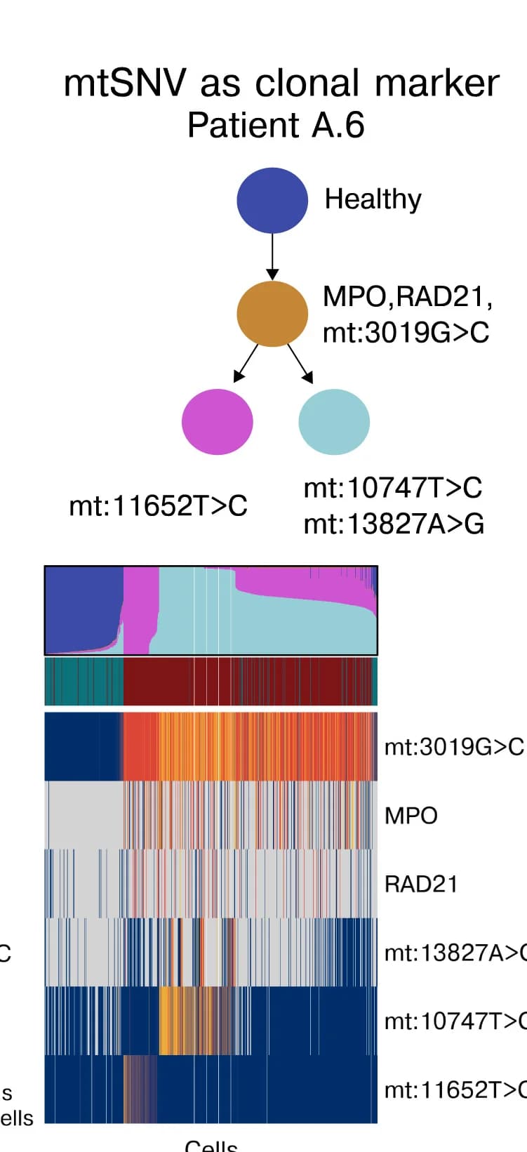 Open access visualization of Workflow, Bar Plot, Stacked Bar Plot, Clonal Hierarchy, Patient Sample