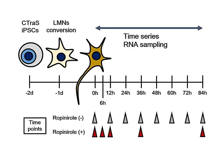 Open access visualization of Workflow, Illustration, RNA-seq, hMNs, pMNs