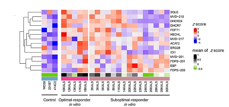 Open access visualization of Heatmap, Clustered, Gene Expression, Cholesterol, GO