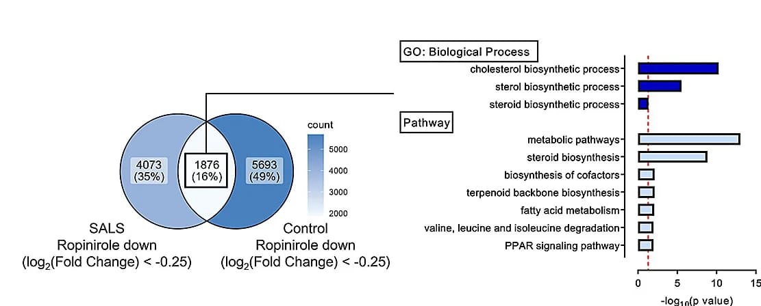 Open access visualization of Venn Diagram, Bar Plot, Gene Expression, hMNs, pMNs