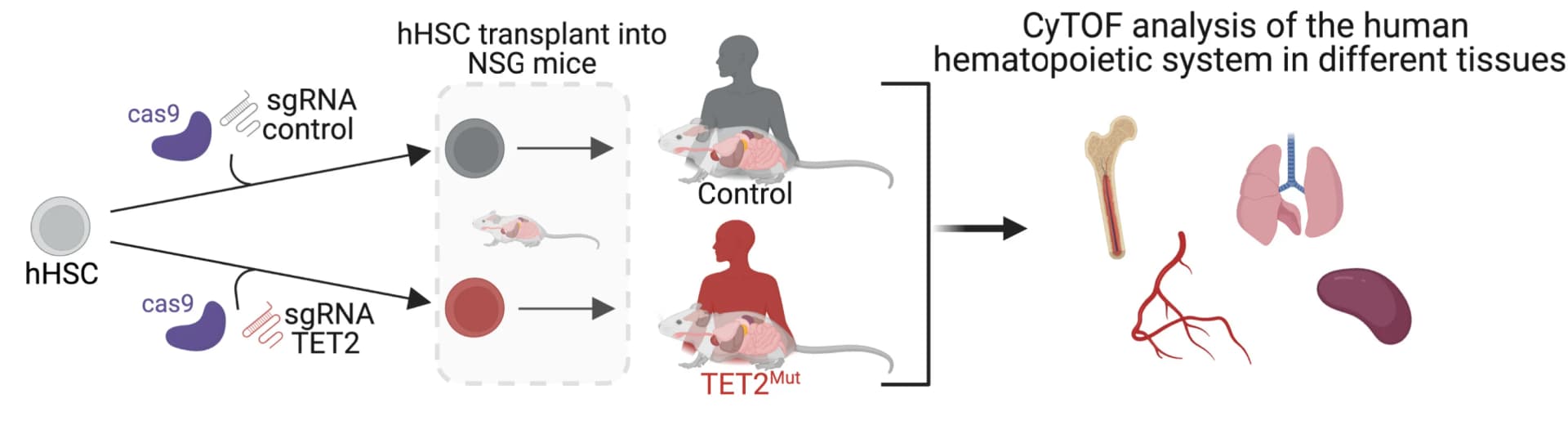 Open access visualization of Workflow, Illustration, TET2, hHSPCs, Human Immune System