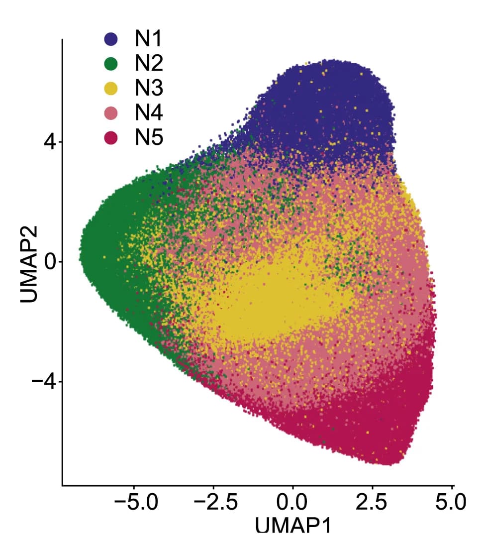 Open access visualization of Scatter Plot, UMAP, Dimensionality Reduction, Neutrophil Subsets