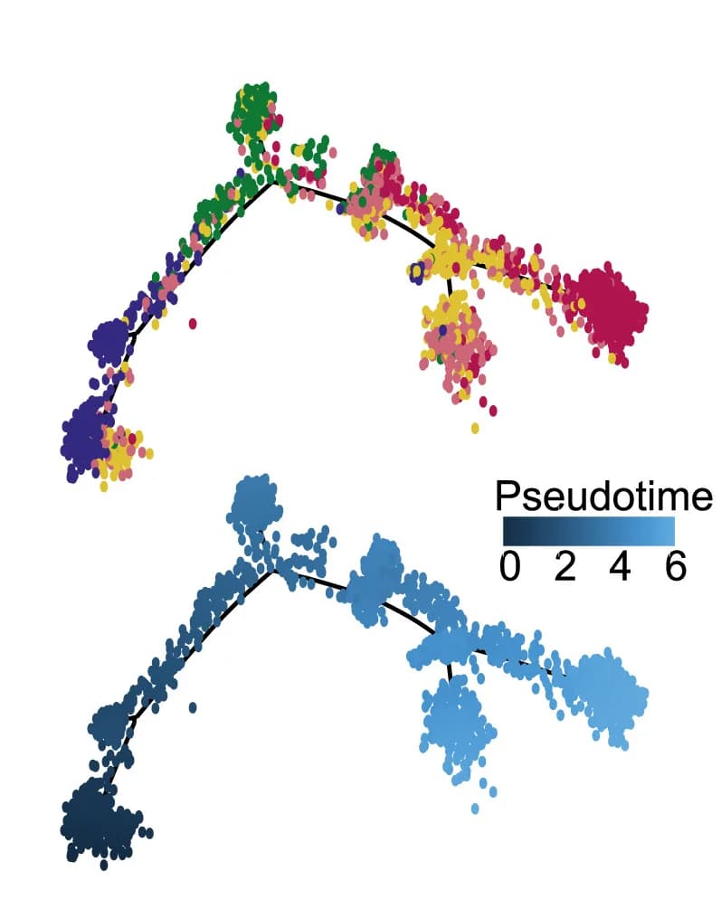 Open access visualization of Scatter Plot, UMAP, Pseudo-Time Trajectory, Neutrophil Development, Neutrophil Subsets